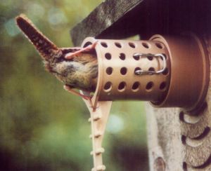 wren entering the bird guardian protected birdhouse